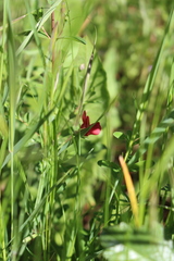 Lathyrus cicera