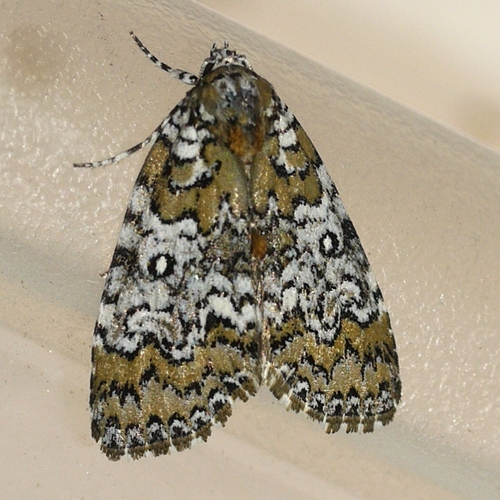 Owl-eyed Bird Dropping Moth photo 3
