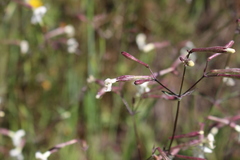 Silene italica