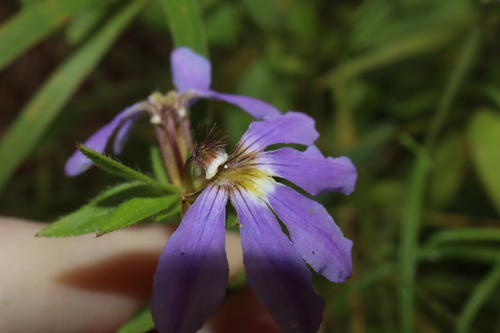 Image of Scaevola Aemula (Scaevola aemula) by (c) Thomas Mesaglio, some rights reserved (CC BY)