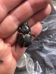 Geotrupes stercorarius