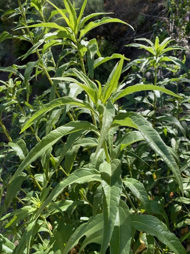 California sunflower foliage