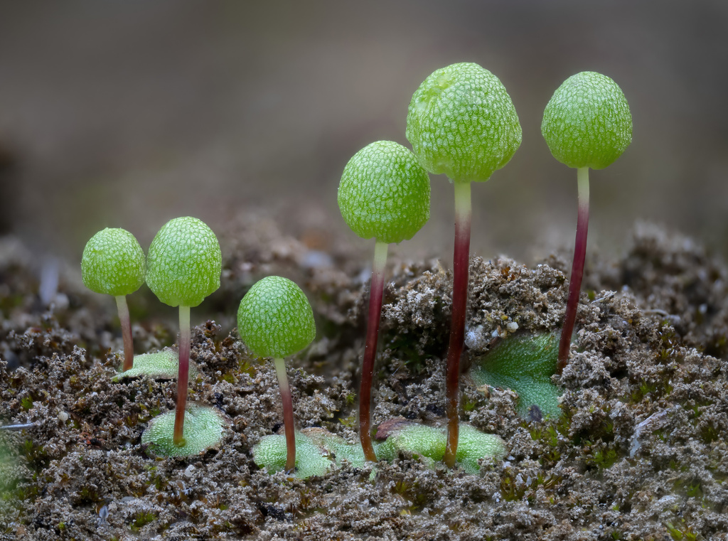 Palmer's asterella