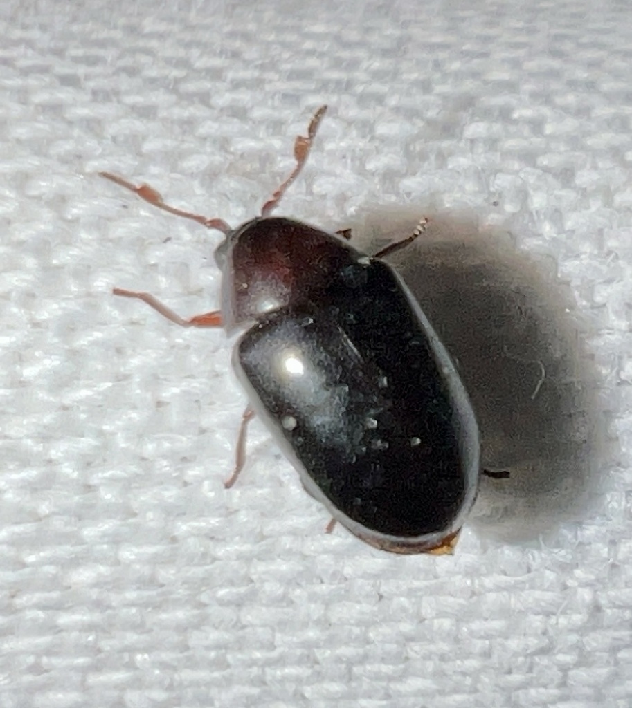 Calymmaderus nitidus