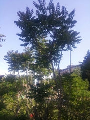 Ailanthus altissima