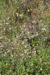 Silene italica