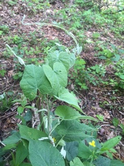 Calystegia catesbeiana
