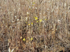 Hesperolinon breweri