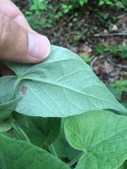 Calystegia catesbeiana