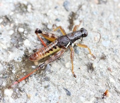 Melanoplus mancus