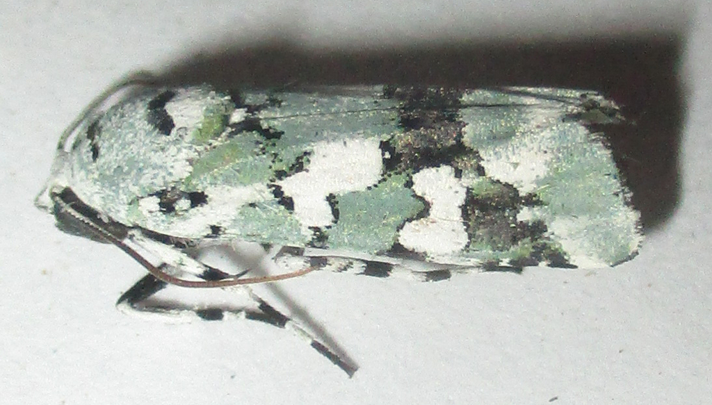 Thin Marbled Lichen