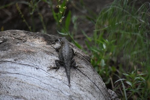 iNaturalist observation photo of Western Fence Lizard