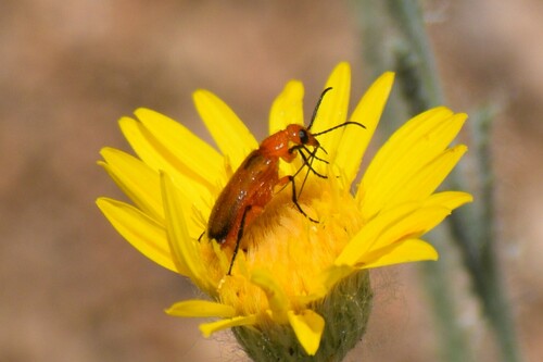 Nemognatha nigripennis