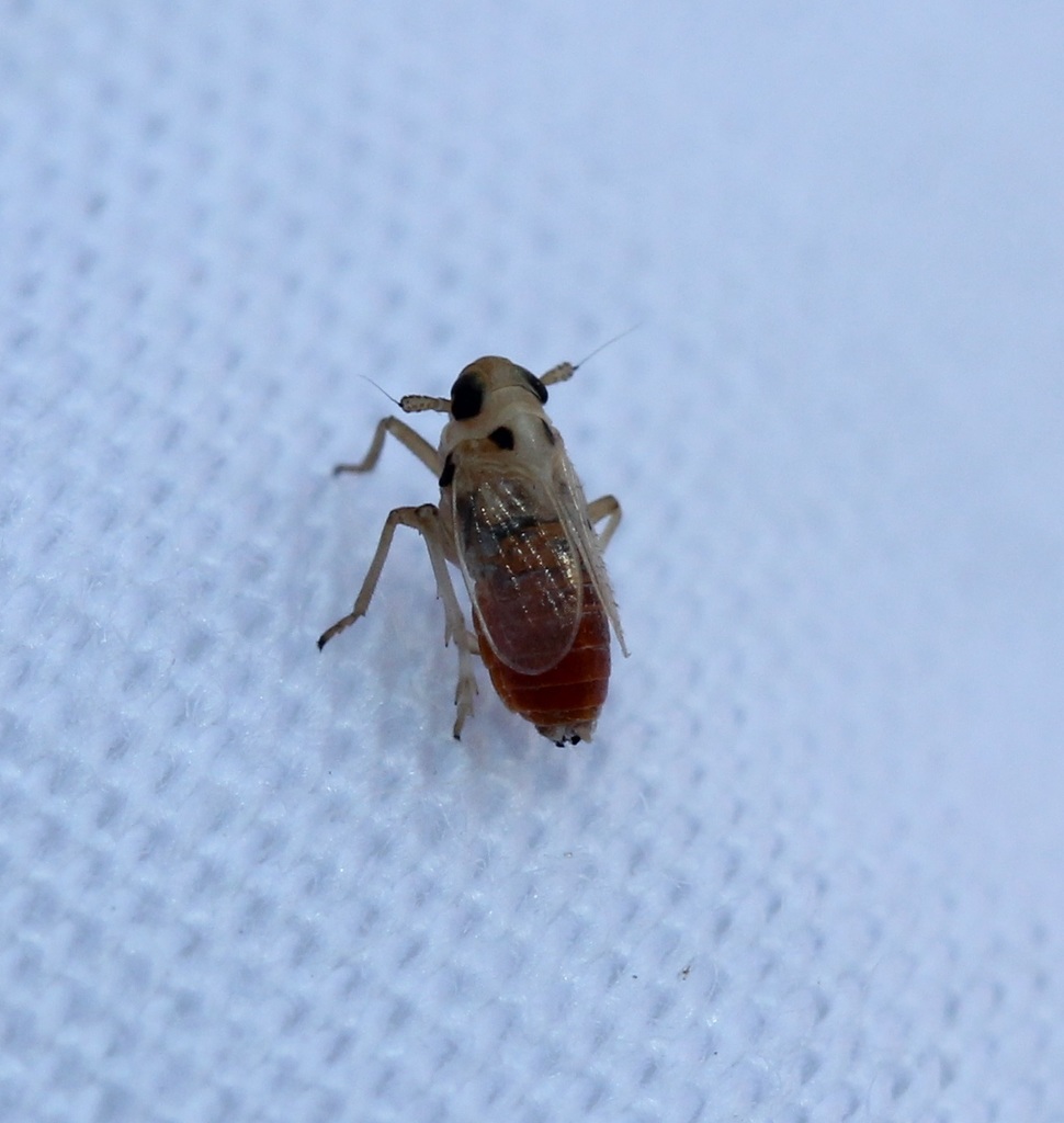 Muirodelphax arvensis