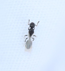 Temnothorax longispinosus