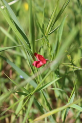 Lathyrus cicera
