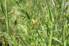 Lathyrus annuus
