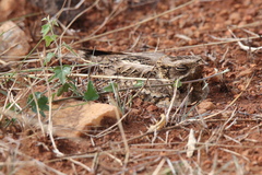 Caprimulgus asiaticus
