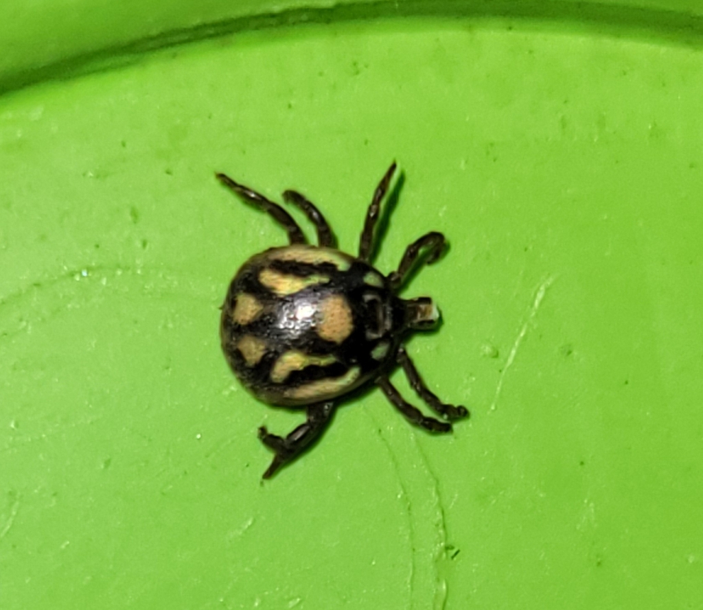 Amblyomma exornatum