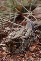 Caprimulgus asiaticus