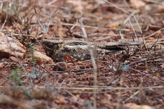 Caprimulgus asiaticus