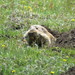 Merriam's Pocket Gopher - Photo (c) Raymundo Omar, some rights reserved (CC BY-NC)