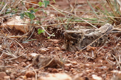 Caprimulgus asiaticus