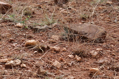 Caprimulgus asiaticus