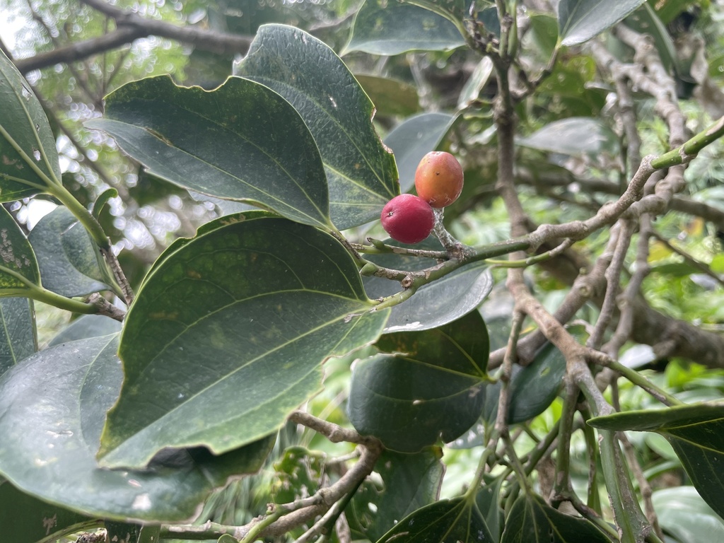 Wight's hackberry