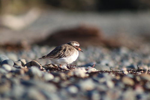 Shore Plover (Thinornis novaeseelandiae), photo 4