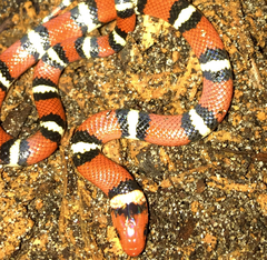 Lampropeltis elapsoides
