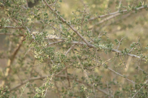 Nitraria retusa (Nitraria retusa)