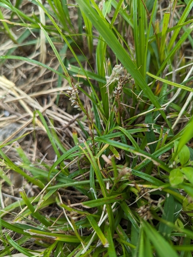 Carex fibrillosa iNat (2)