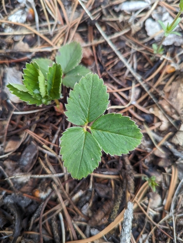 Fragaria virginiana