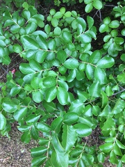 Lagerstroemia indica