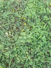 Calyptocarpus vialis