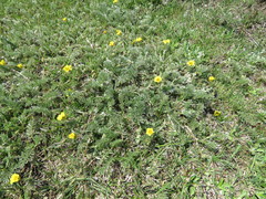 Potentilla candicans