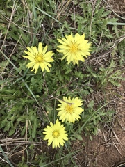 Pyrrhopappus grandiflorus