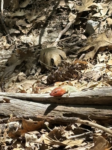 iNaturalist observation photo of Gilbert's Skink