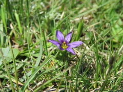 Sisyrinchium scabrum