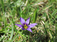 Sisyrinchium scabrum