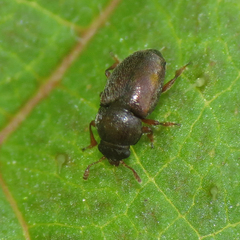Brachypterus
