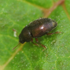 Brachypterus