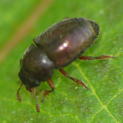 Brachypterus