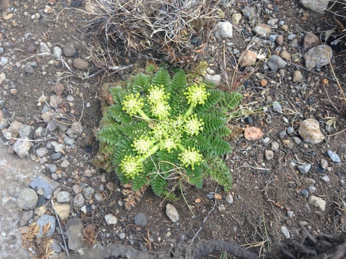 Haplosciadium abyssinicum image