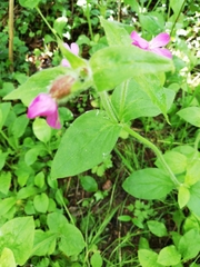 Silene dioica