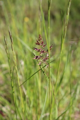 Poa bulbosa vivipara