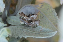 Aeoloplides fuscipes