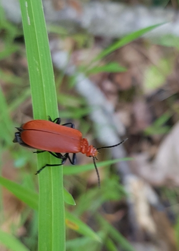 Pyrochroa serraticornis