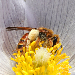 Andrena prunorum